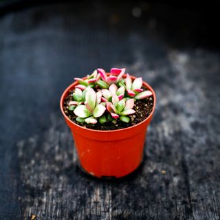 Anacampseros 'Variegata'