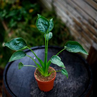 Alocasia 'Tiny Dancers' 11 cm