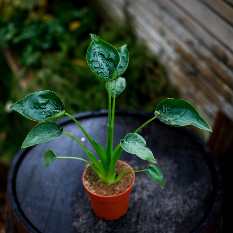 Alocasia 'Tiny Dancers' 11 cm