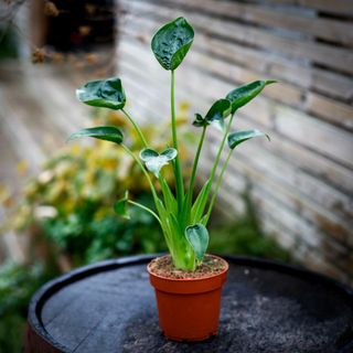Alocasia 'Tiny Dancers' 11 cm