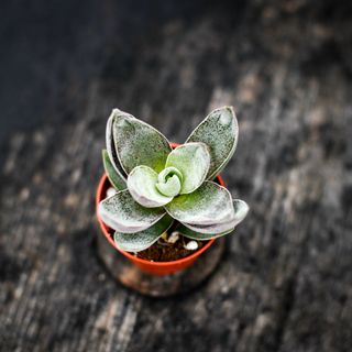 Crassula 'Garnet Lotus'