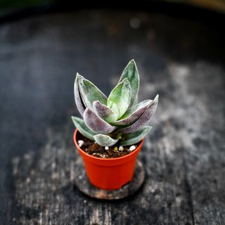 Crassula 'Garnet Lotus'