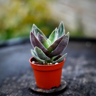 Crassula 'Garnet Lotus'