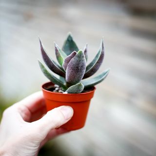Crassula 'Garnet Lotus'