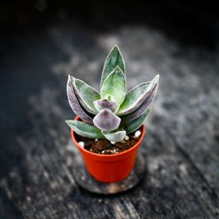 Crassula 'Garnet Lotus'