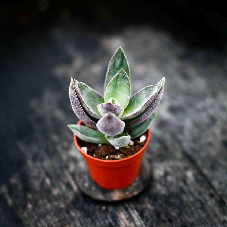Crassula 'Garnet Lotus' 6 cm
