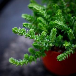 Crassula lycopodioides 11 cm