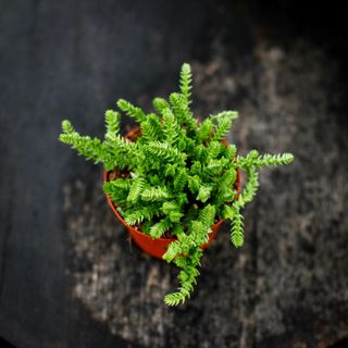 Crassula lycopodioides 11 cm
