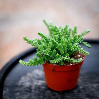 Crassula lycopodioides 11 cm