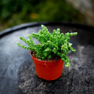 Crassula lycopodioides 11 cm