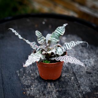 Cryptanthus zonatus 9 cm RÄDDA MIG!