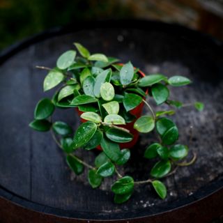 Hoya carnosa x serpens 'Chouke' 12 cm