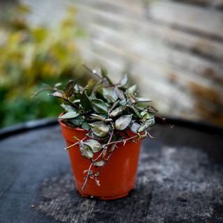 Hoya 'Black Leaves' 12 cm