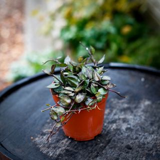 Hoya 'Black Leaves' 12 cm