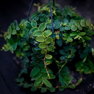 Marcgravia umbellata i ampel