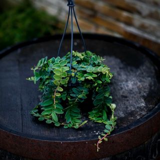 Marcgravia umbellata i ampel