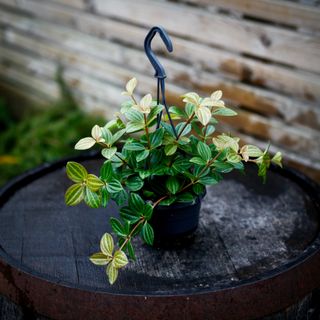 Peperomia 'Rocca Viviace' i ampel