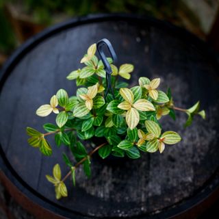 Peperomia 'Rocca Viviace' i ampel