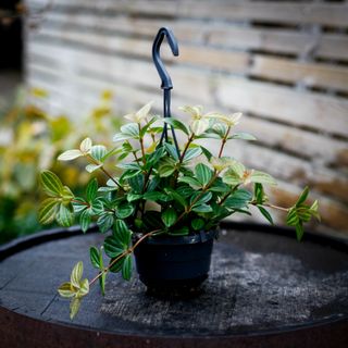 Peperomia 'Rocca Viviace' i ampel