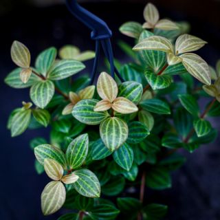 Peperomia 'Rocca Viviace' i ampel
