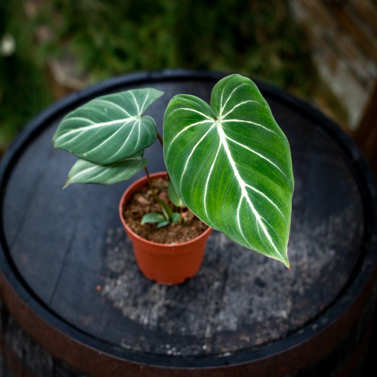 Philodendron gloriosum 12 cm