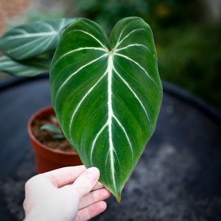 Philodendron gloriosum 12 cm RÄDDA MIG!