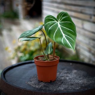Philodendron gloriosum 12 cm RÄDDA MIG!