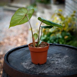 Philodendron gloriosum 12 cm RÄDDA MIG!