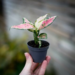 Aglaonema 'Red Zircon'