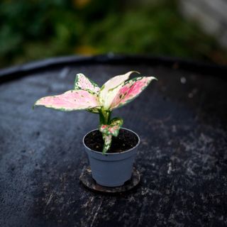 Aglaonema 'Red Zircon'