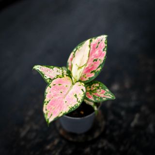 Aglaonema 'Red Zircon'