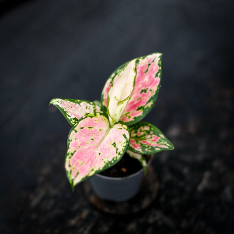Aglaonema 'Red Zircon' 6 cm