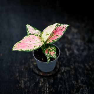 Aglaonema 'Red Zircon'
