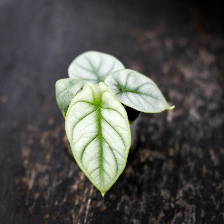 Alocasia 'Silver Dragon' 6 cm