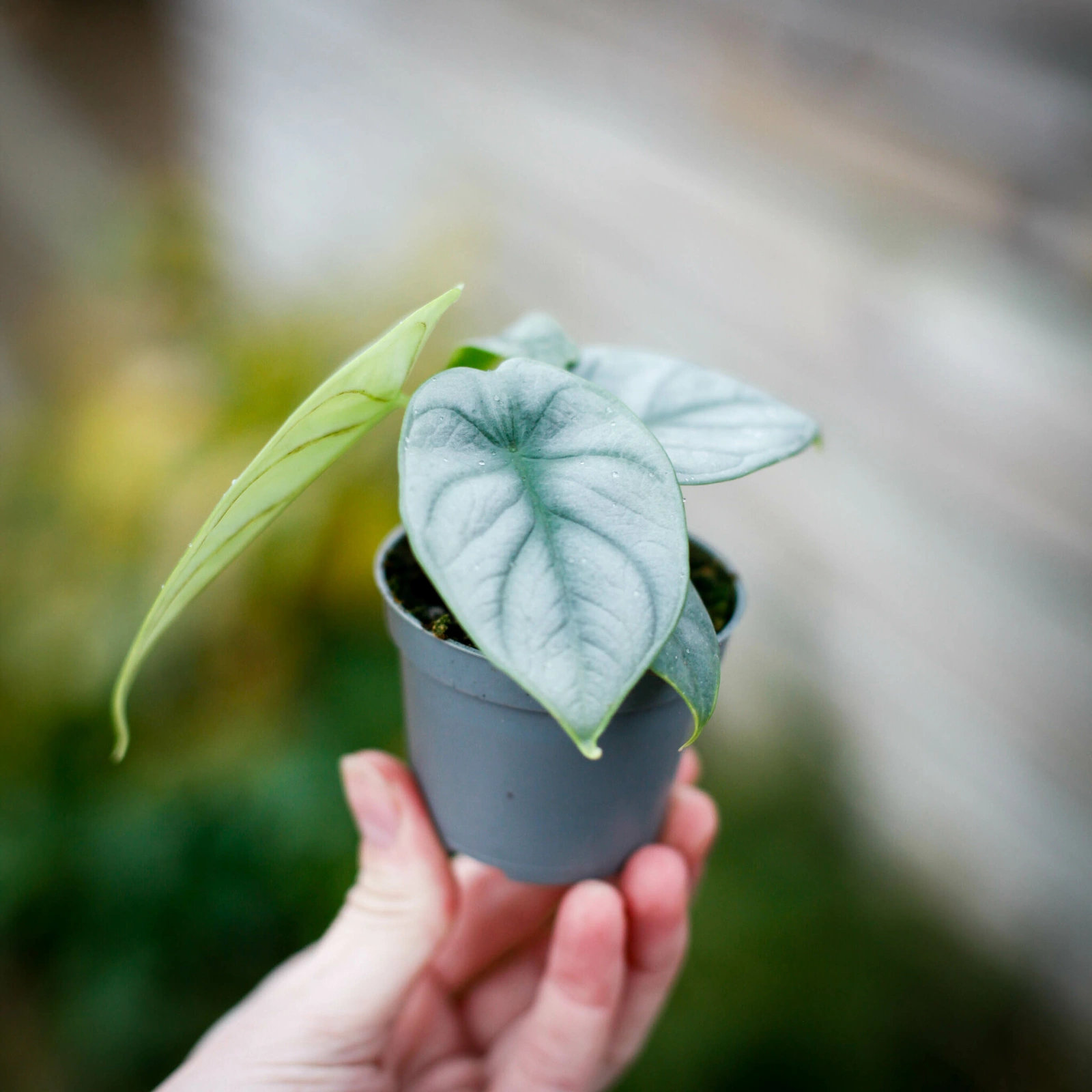 Alocasia Silver Dragon med silvergröna blad och markerade nerver