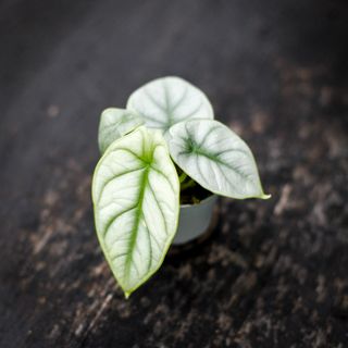 Alocasia 'Silver Dragon'