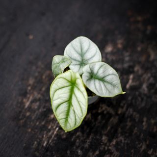 Alocasia 'Silver Dragon'