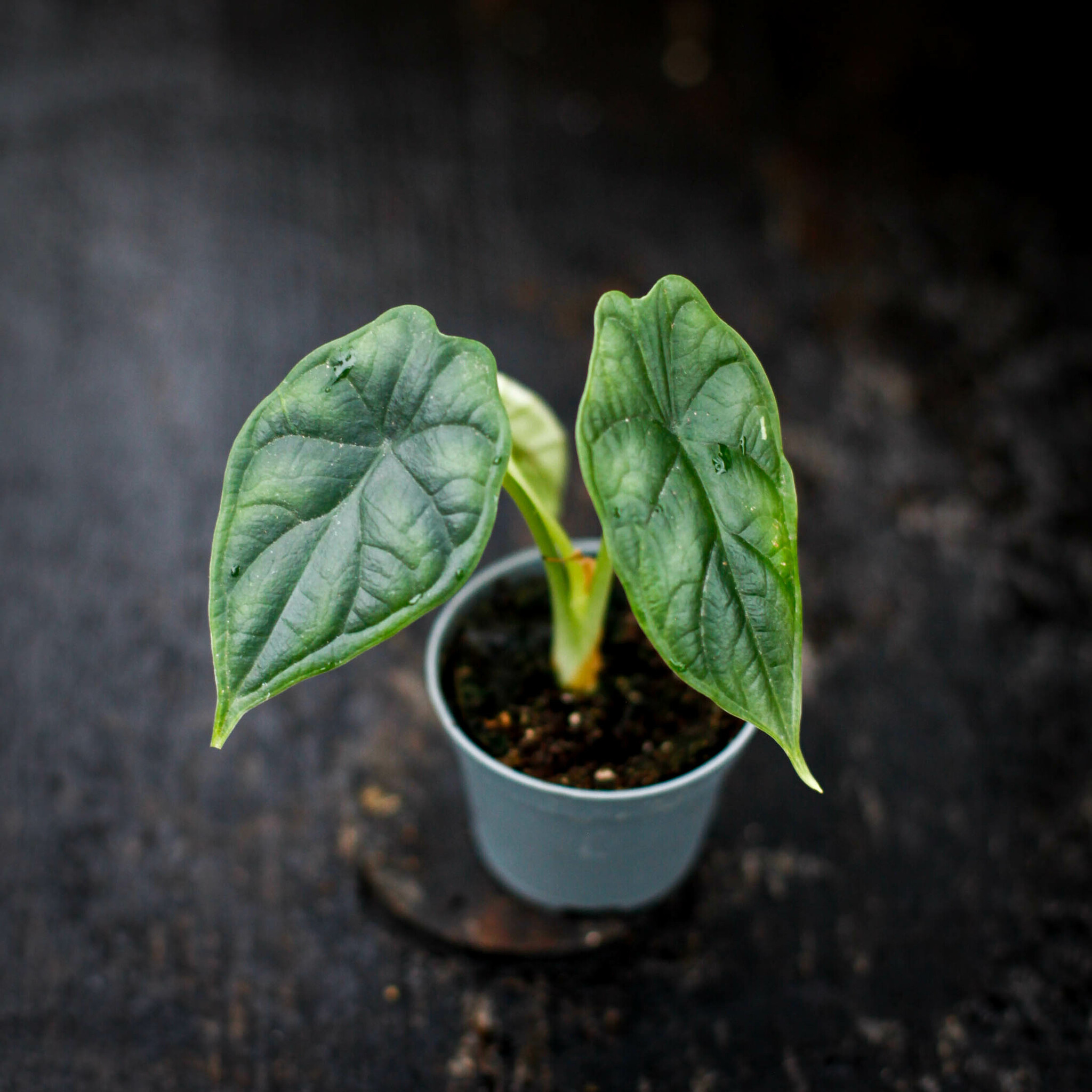 Alocasia med dekorativa blad