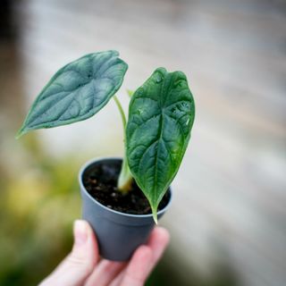 Alocasia 'Dragon Scale'