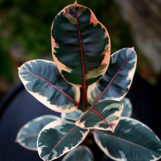 Ficus 'Belize' 11 cm