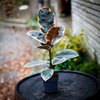 Ficus 'Belize' 11 cm
