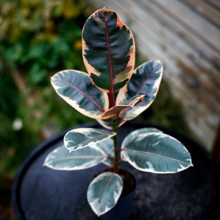 Ficus 'Belize' 11 cm