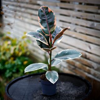 Ficus 'Belize' 11 cm