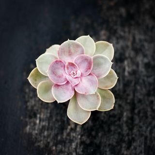 Echeveria 'Metallica'