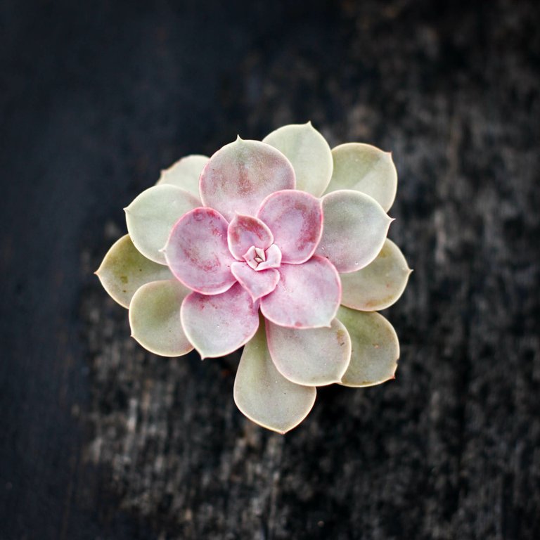 Echeveria 'Metallica'