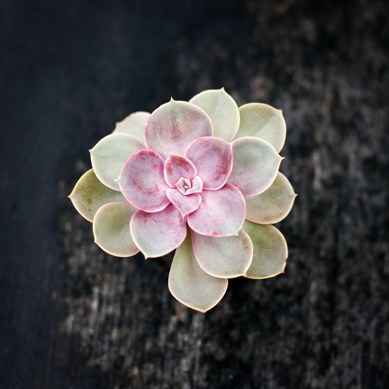 Echeveria skötselråd