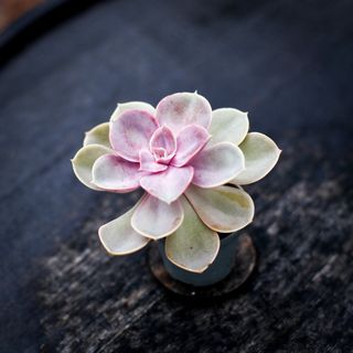 Echeveria 'Metallica'