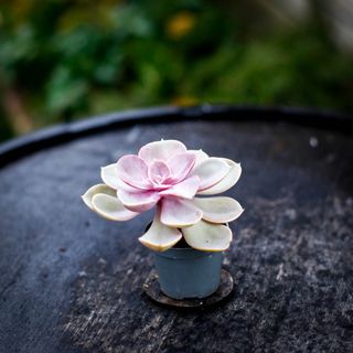 Echeveria 'Metallica'