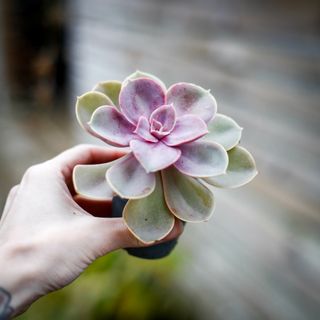 Echeveria 'Metallica'