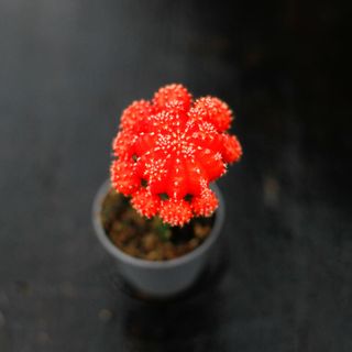 Gymnocalycium mihanovichii orange
